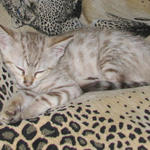 9 weeks old